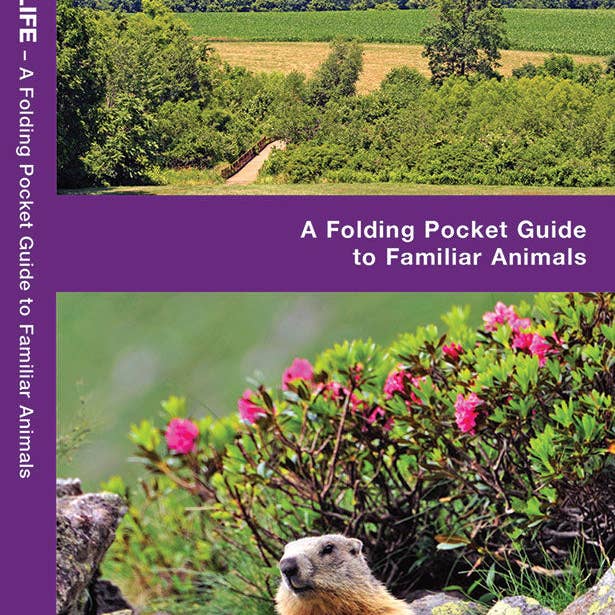 New Jersey Wildlife Pocket Guide for wholesale by Birds Choice