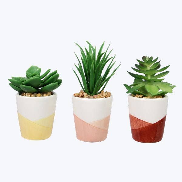 Succulentes Positives en Céramique, 3 Ast. pour la vente par Young's