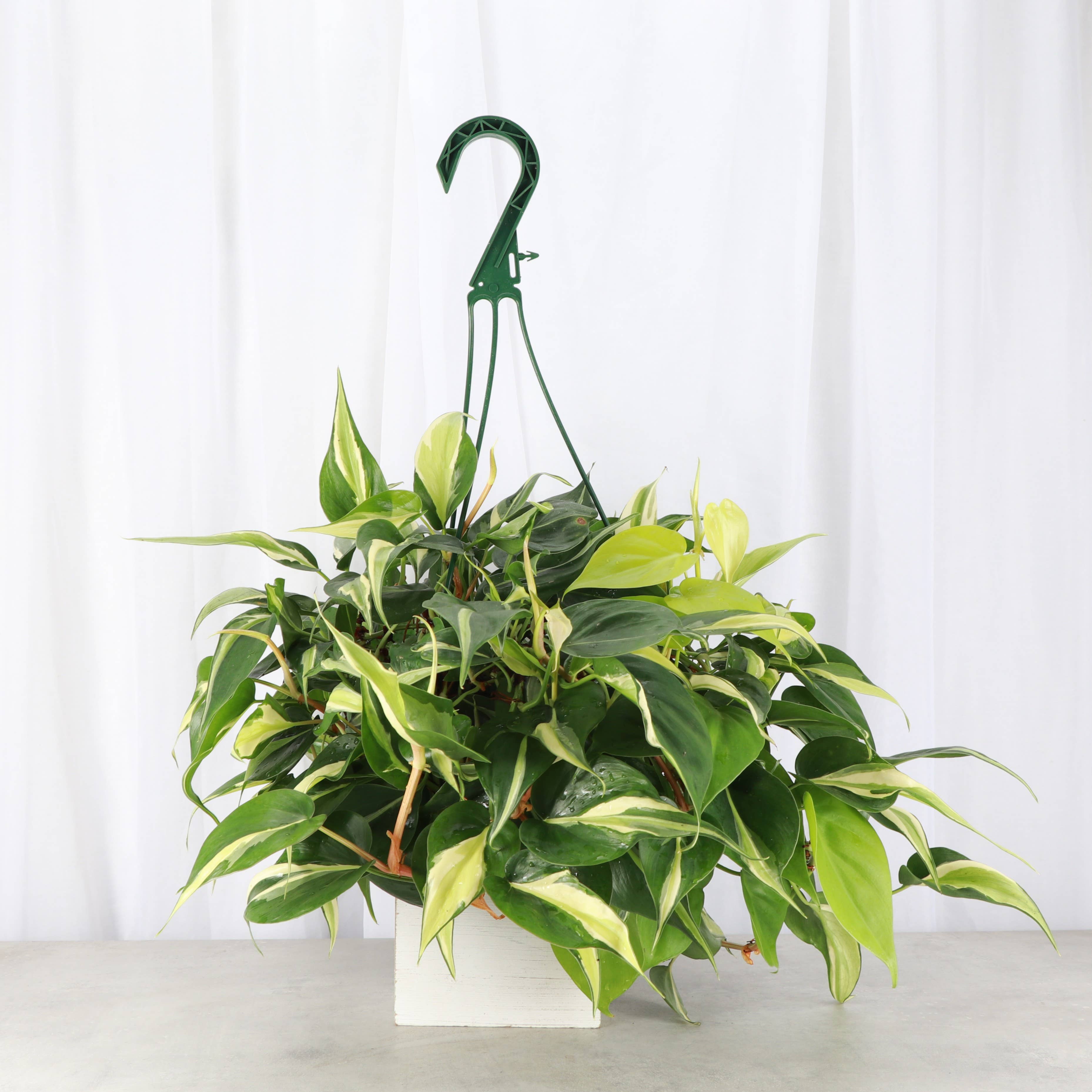 Thorsen's Greenhouse - Wholesale Live Plant - Philodendron Hanging Basket - 8" Live Plant3