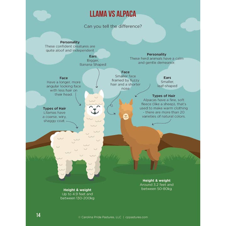 Alpaca Children's Activity Book for wholesale by Carolina Pride Pastures