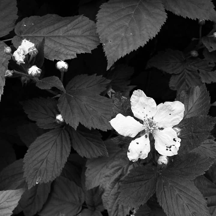 MIZU - Wholesale Fragrance Oil - MOONFLOWER All Natural Botanical Perfume Oil2