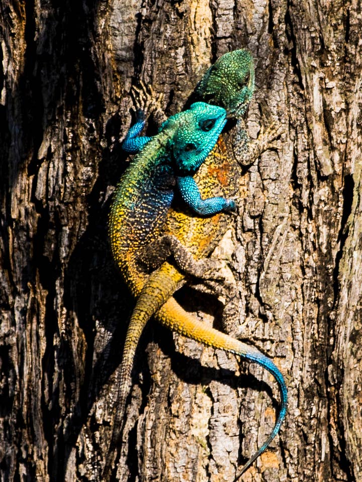 Safari - Camouflage kamæleoner for engroshandel hos Posters & Puzzles