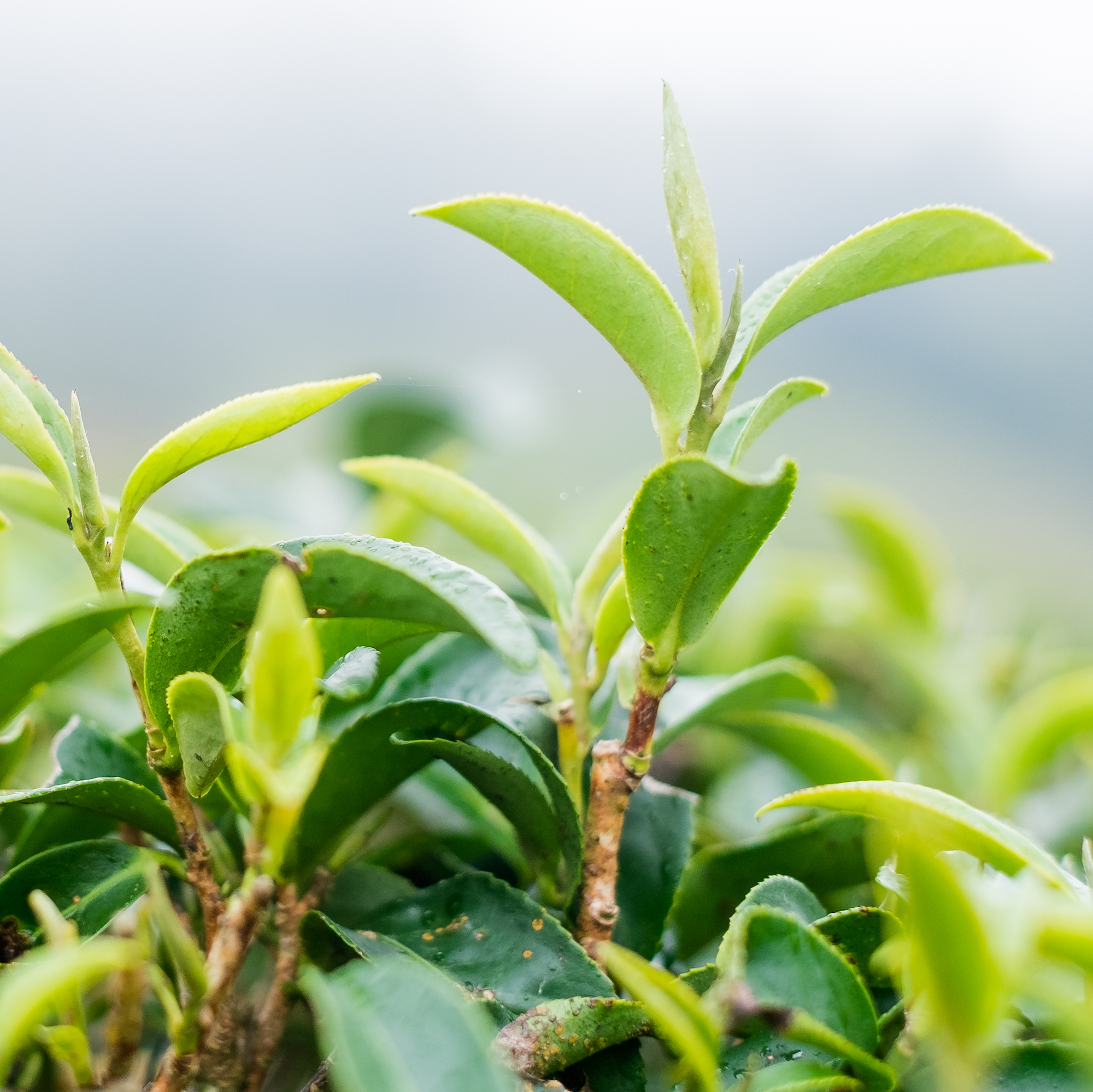 Wilderness Poets - Vente Thés santé/détox - Matcha biologique, cérémonie, boîte de 1 oz7