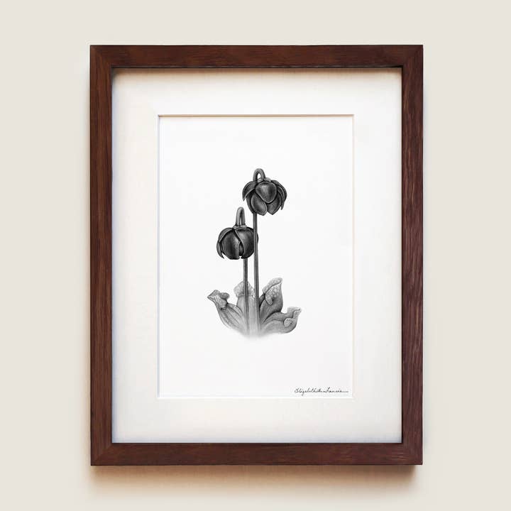 Stampa d'Arte Fine | Pianta Carnivora Viola per la vendita all'ingrosso da parte di ElizabethAnnFrancis