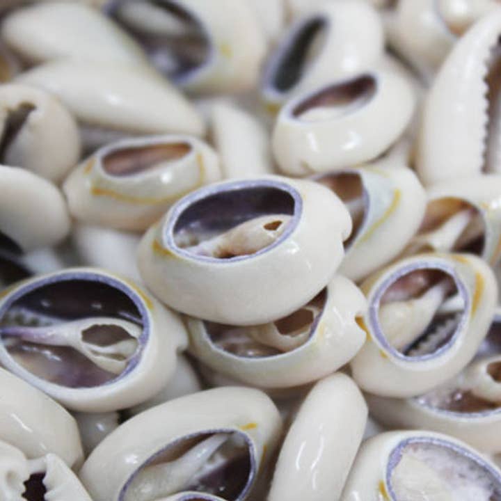 Mixed Size Cut Cowrie Bulk Craft Seashells -1 kg for wholesale by California Seashell Company