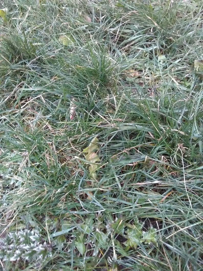 Joanne Rich - Wholesale Painting Paper - Grass Paper4