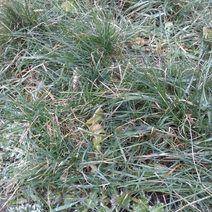 Joanne Rich - Wholesale Painting Paper - Grass Paper4