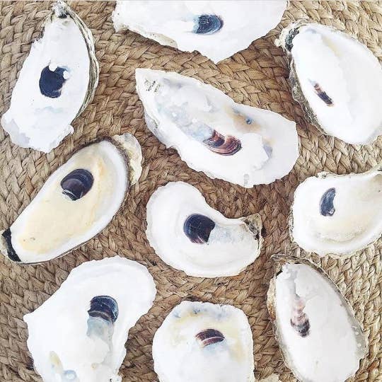 Oyster Shells and other Purchase Wholesale seashells. Free Returns & Net 60 Terms on Faire trending on Faire.
