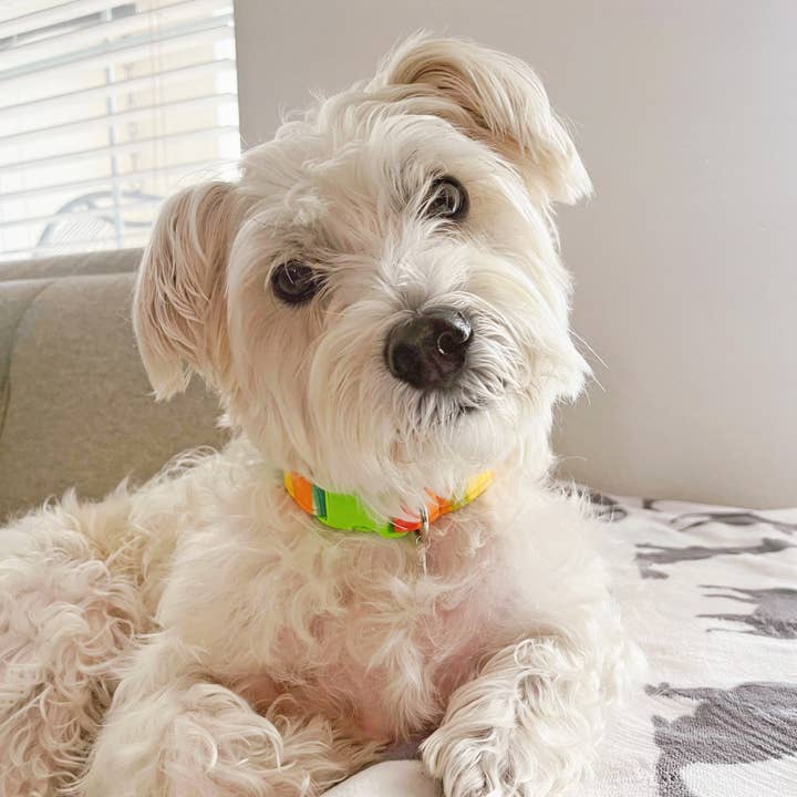 kiwi & WILLOW - Wholesale Pet Collar - Dog - Neon Summer Dog Collar