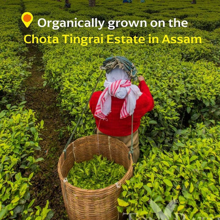 Diaspora Co. Spices - Wholesale Loose Tea - Chota Tingrai Black Tea