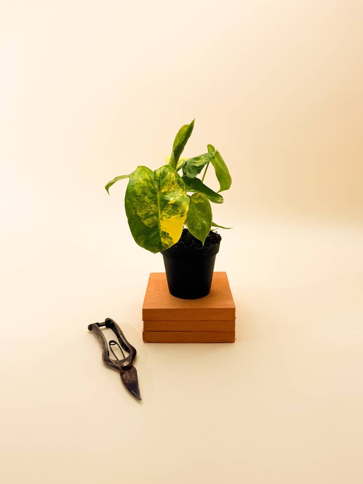 4" Variegated Philodendron 'Burle Marx' for wholesale by BWH Plant Co