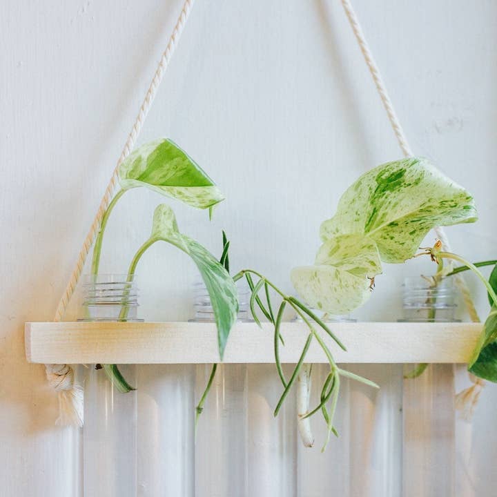 The Plant Committee - Wholesale Wall Planter - Hanging Propagation Station | Wall Vase | Pick your size