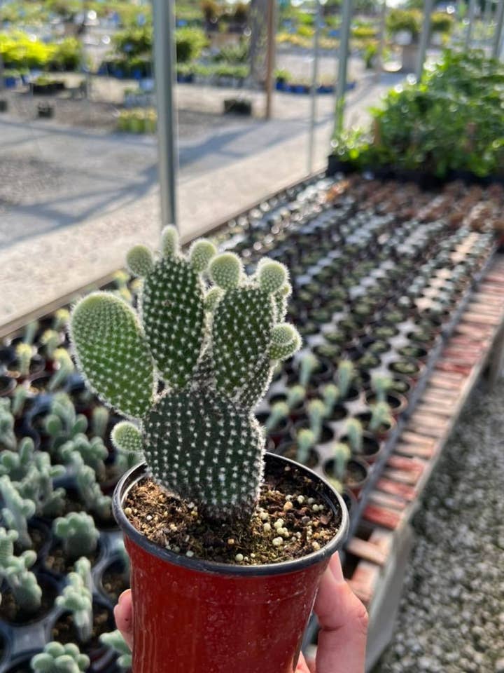 3" Opuntia microdasys Bunny Ears Cactus for wholesale by Garden’s Gate