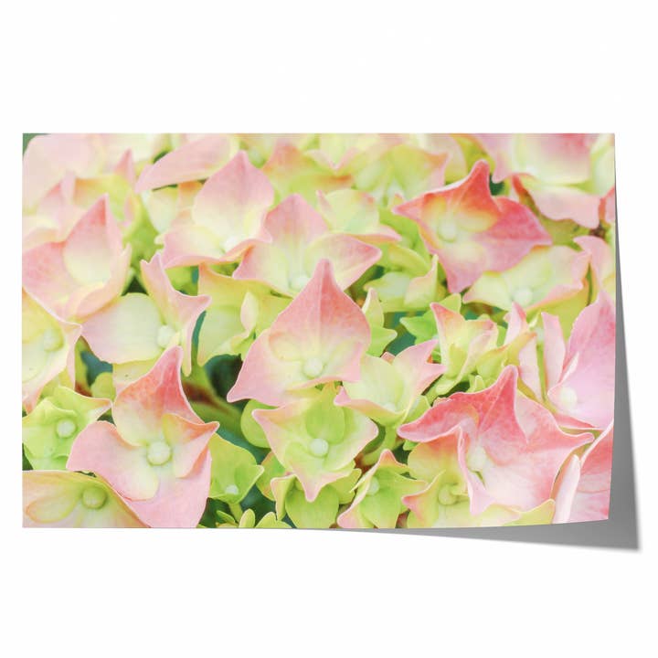 Weiße Blush Pink Hortensie | Fine Art Fotodruck for wholesale by Natasha Riha Photography