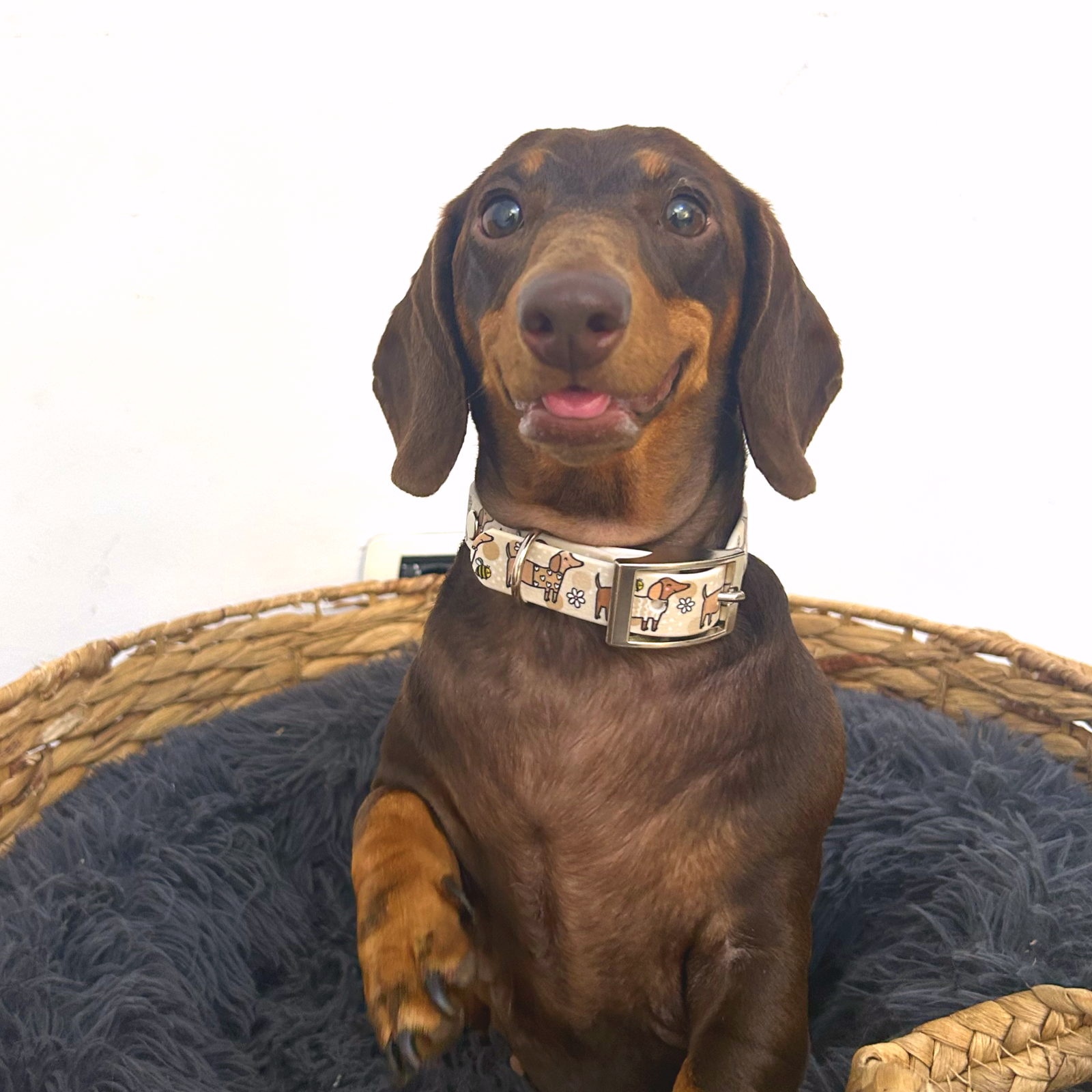 Puppies & Pom Poms - Vendita all'ingrosso Collare - Cani - Collare per Cani Handmade Impermeabile Beige con Bassotti e Api2