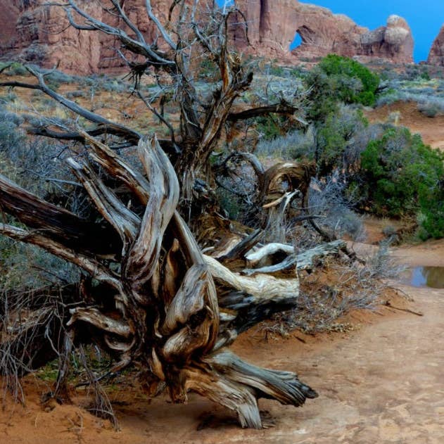 House Of Soil & Soul - Wholesale Bar Soap - Cedarwood & Sage All Natural Hand Crafted Bath Bar1