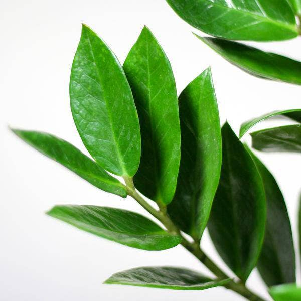 Oasis of Life - Wholesale Live Plant - Zamioculcas Zamiifolia ZZ Plant – robust houseplant ↕80cm Ø21cm – easy-care emerald palm in sustainable Viber pot black3