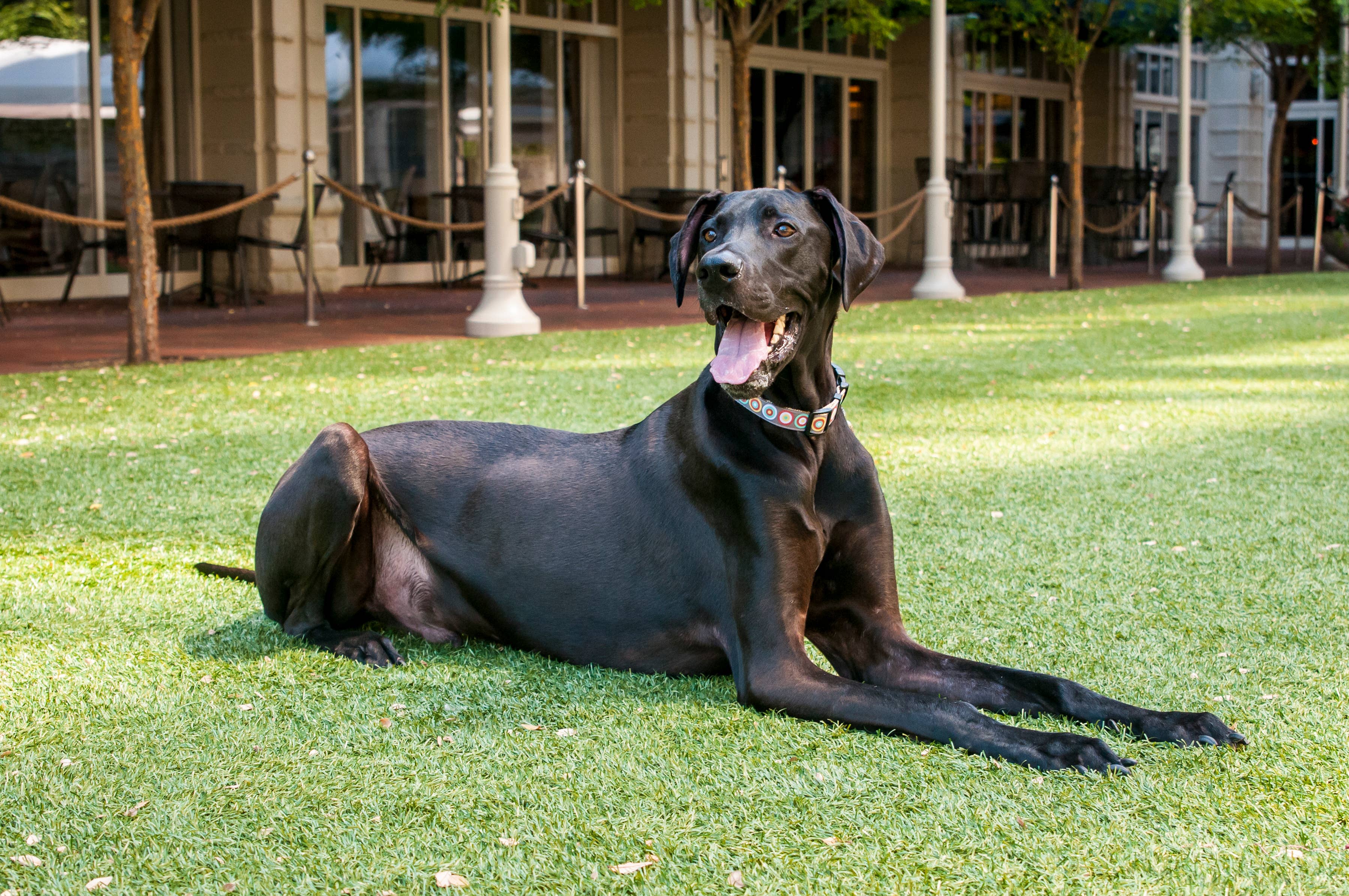 Paw Paws USA - Wholesale Pet Collar - Dog - City Slicker Dog Collar2