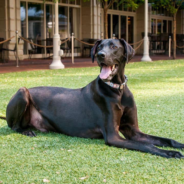 Paw Paws USA - Wholesale Pet Collar - Dog - City Slicker Dog Collar2