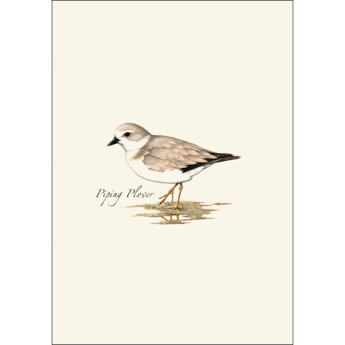 Earth Sky + Water - Wholesale Stationery/Notecard Set - Shorebird Assortment1