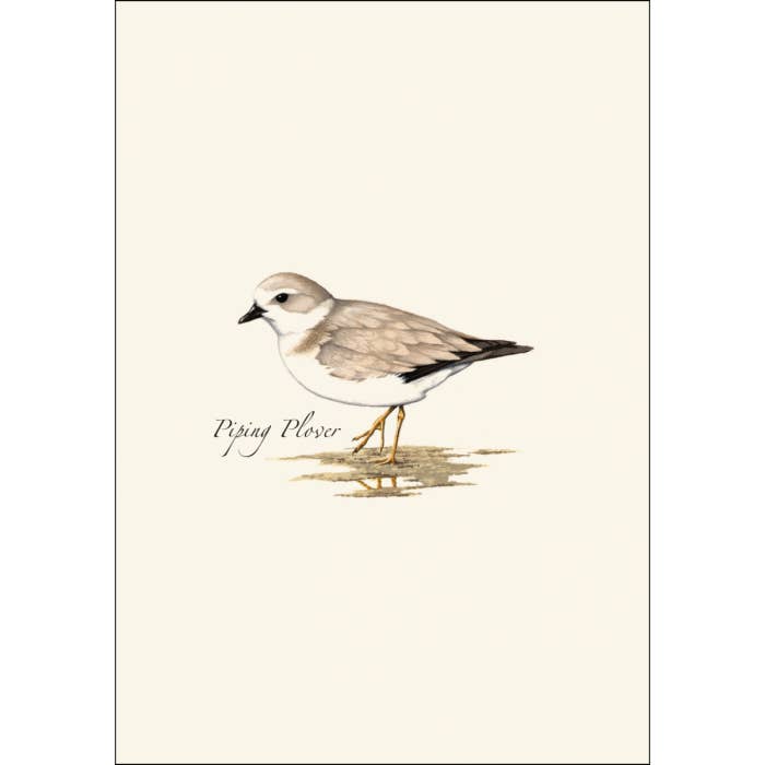 Earth Sky + Water - Wholesale Stationery/Notecard Set - Shorebird Assortment1