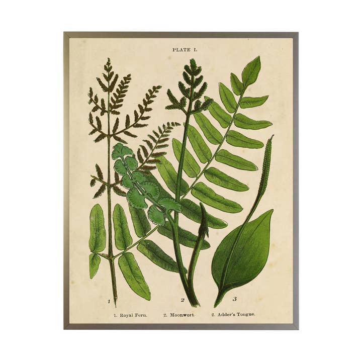 Farn-Collage im Vintage-Stil für den Großhandel von Antique Curiosities Inc