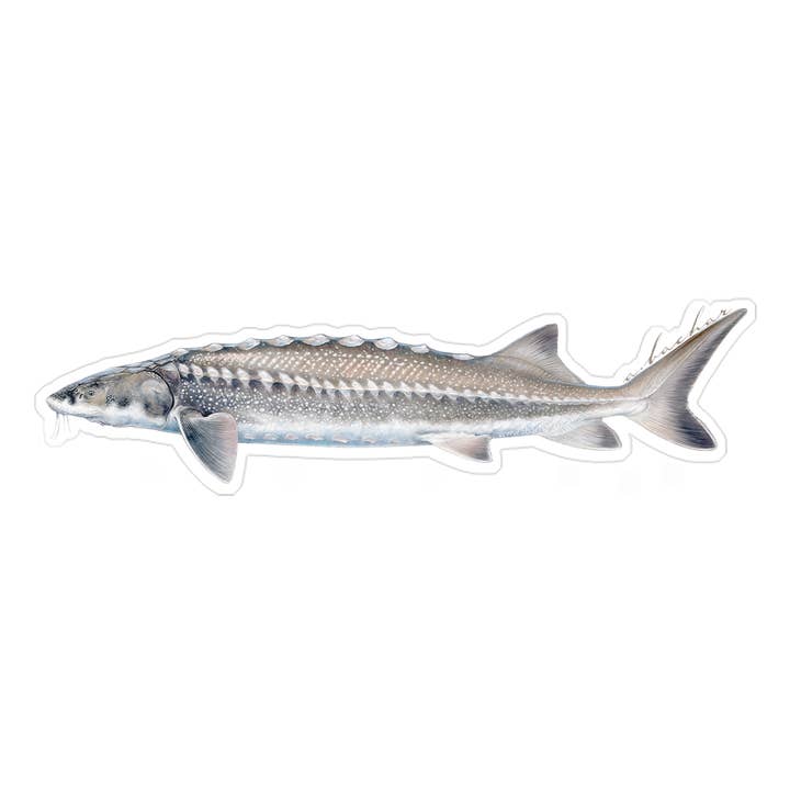 White sturgeon - 8" for wholesale by Studio Abachar