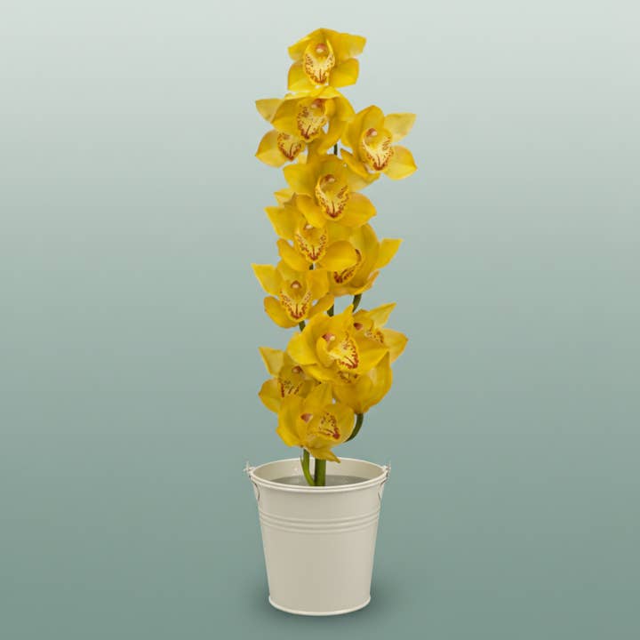 Yellow Orchid Cymbidium Gold Treasure for wholesale on Faire