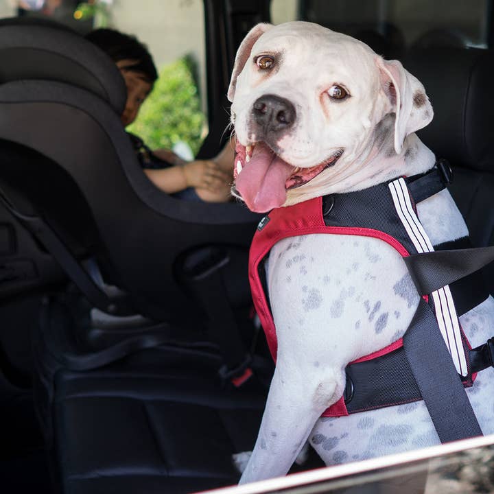 Sleepypod - Wholesale Pet Harness - Dog - Clickit Terrain Plus Car Harness