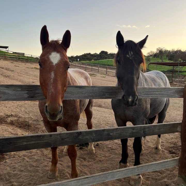 buckin’ good products - Wholesale Jar/Filled Candle - Candle Tobacco + Vanilla Ceramic (western decor)4