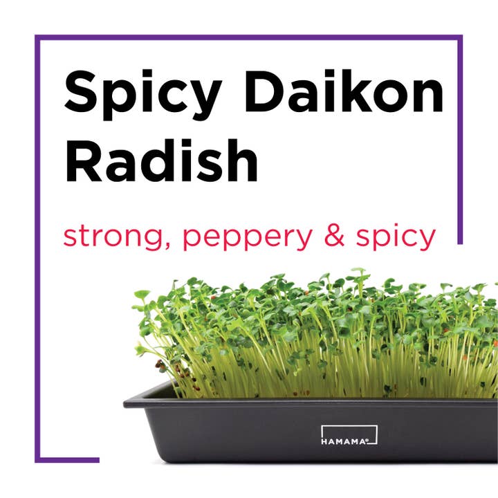 Hamama - Wholesale Plant Seeds - Seed Quilts7