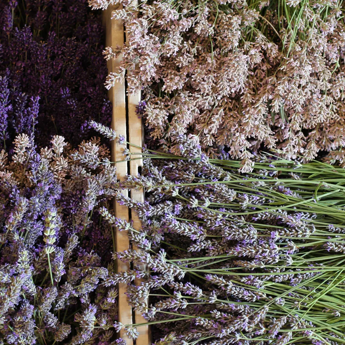 Girl Meets Dirt - Vente Conserve de fruits - Rhubarbe Lavande Cuillère Conserver 7.75oz6