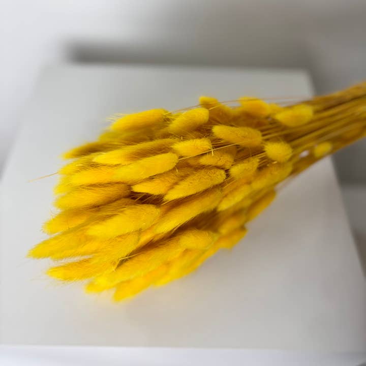 Oasis of Life - Wholesale Dried/pressed flowers - Lagurus – Velvet Grass Bunny Tail – Dried Flowers 60–70cm – Natural, Beige, Pink, Green, Terracotta, Red & Black – Decorative Grass for Vases, Bouquets & DIY14