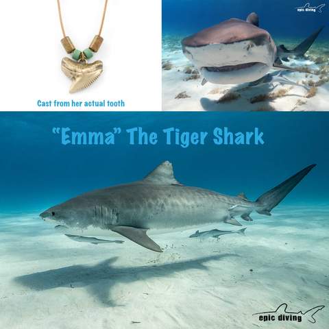 Big Blue by Roland St John - Wholesale Pendant/Charm Necklace - "Emma" Bronze Tiger Shark Tooth w/ Beads6