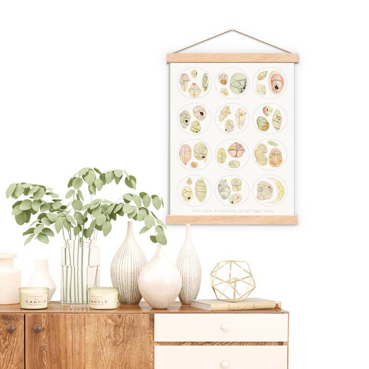 Microscope series Dinoflagellata Collection Print for wholesale by PRRINT!