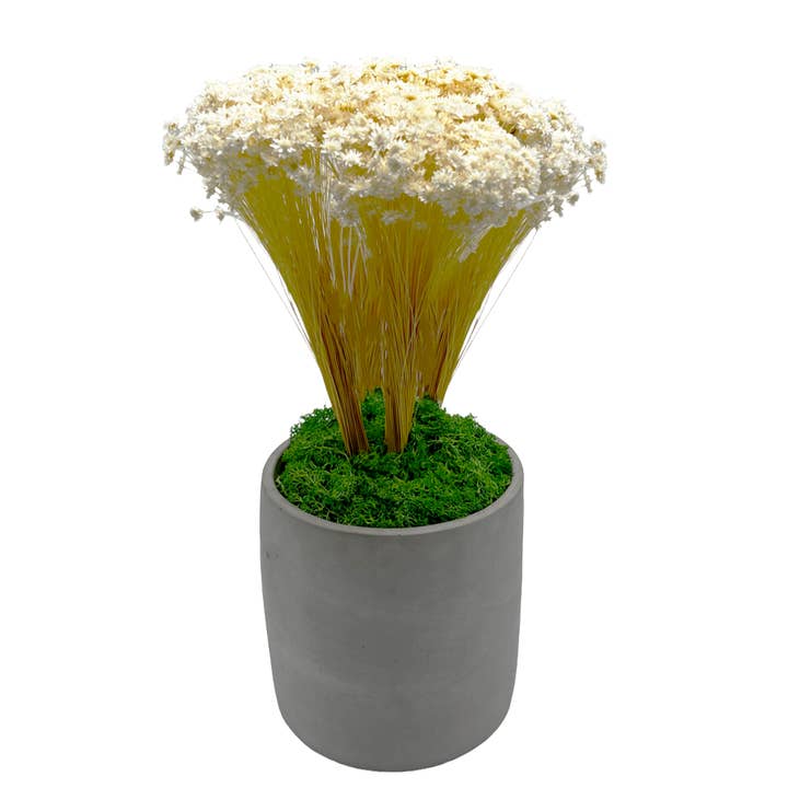 2626 Designs - Wholesale Dried/Pressed Flowers - Preserved Reindeer Moss in Multiple Colors3