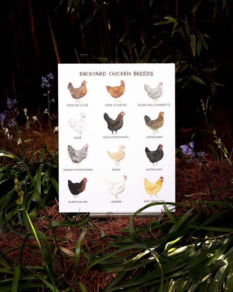 Yardia - Wholesale Art Print - Backyard Chicken Breeds - 11" x 14" Hens Art Print3