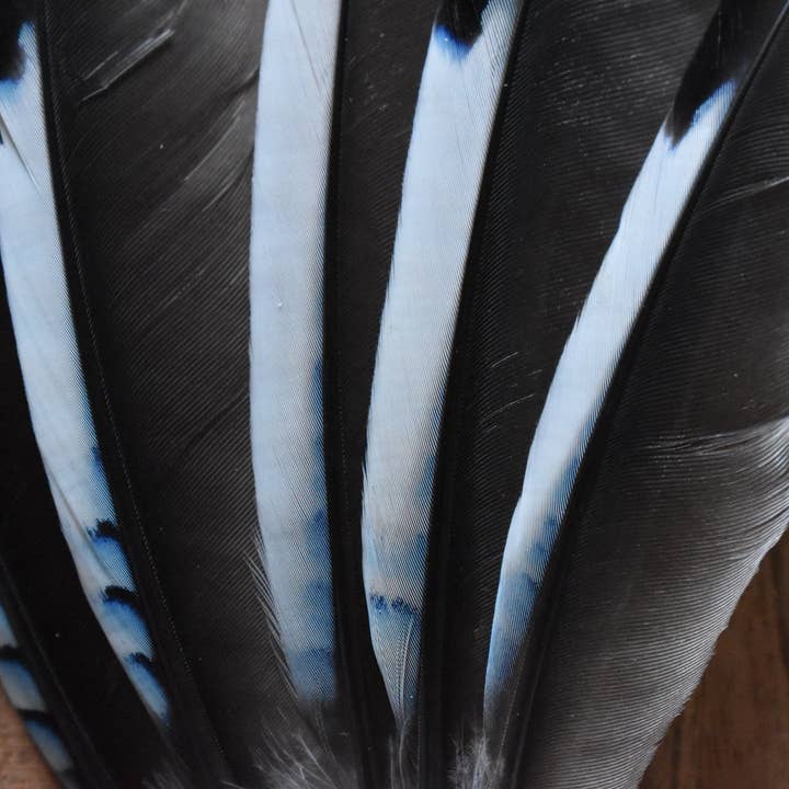 Plumes Naturelles - Vente Plume - Plumes de Geai