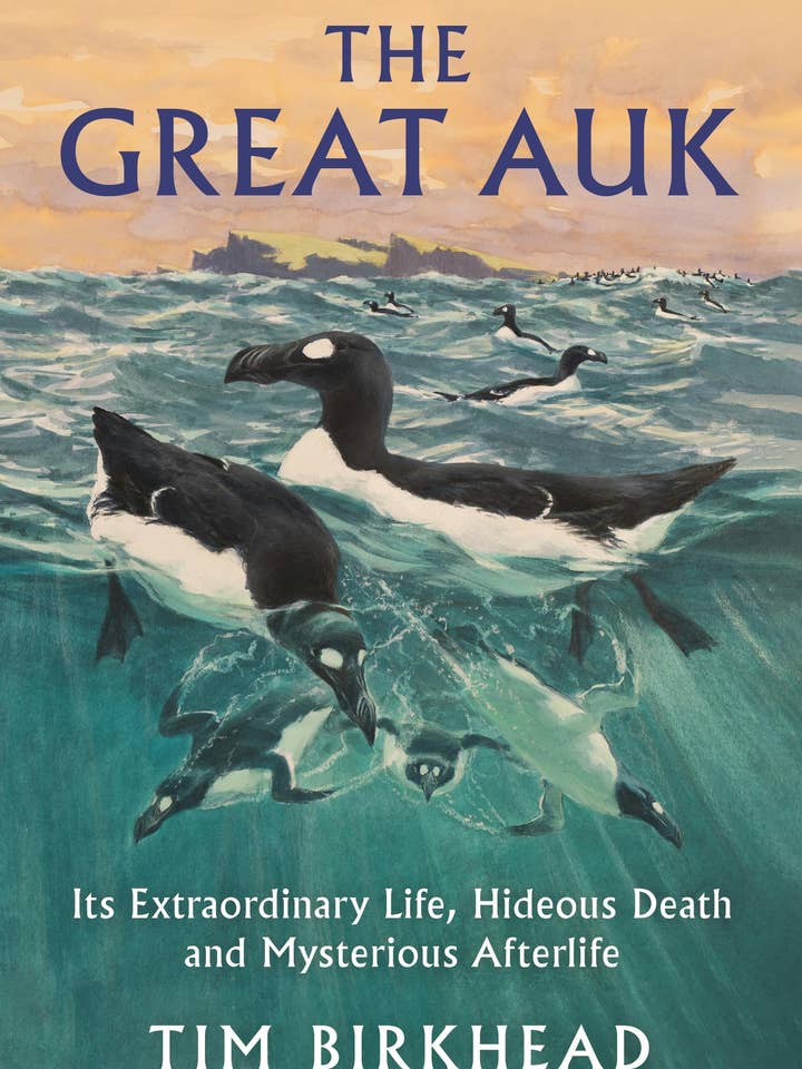 Great Auk Life, Death And Mysterious Afterlife for wholesale by Macmillan Publishers