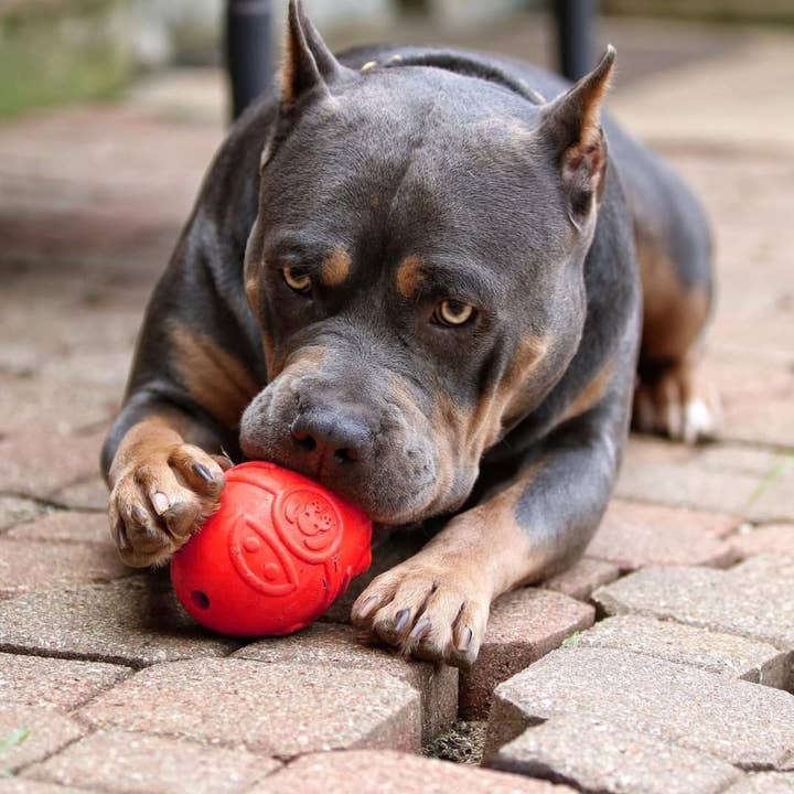 SodaPup Dog Toys - Wholesale Pet Chew Toy - Dog - Spotnik Rocketman - Chew Toy - Treat Dispenser - Large - Red