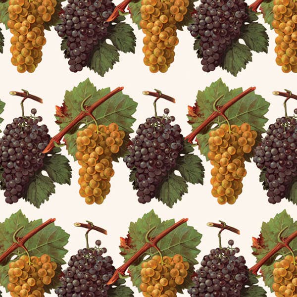 TRAUBEN - 70 x 100 cm für den Großhandel von Grafiche Tassotti