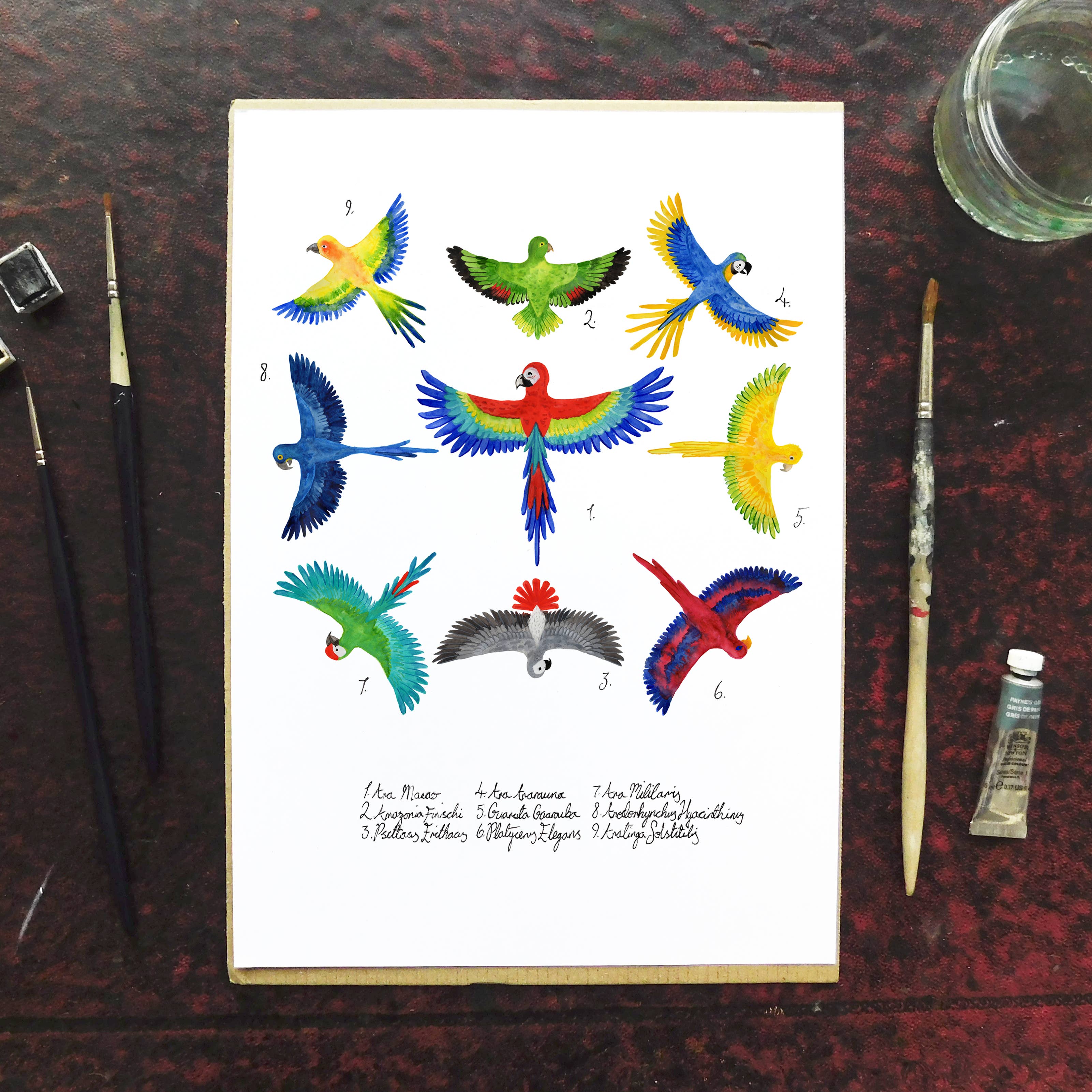Bison Bindery – wholesale Art print – Psittacidae Parrot Art Print2