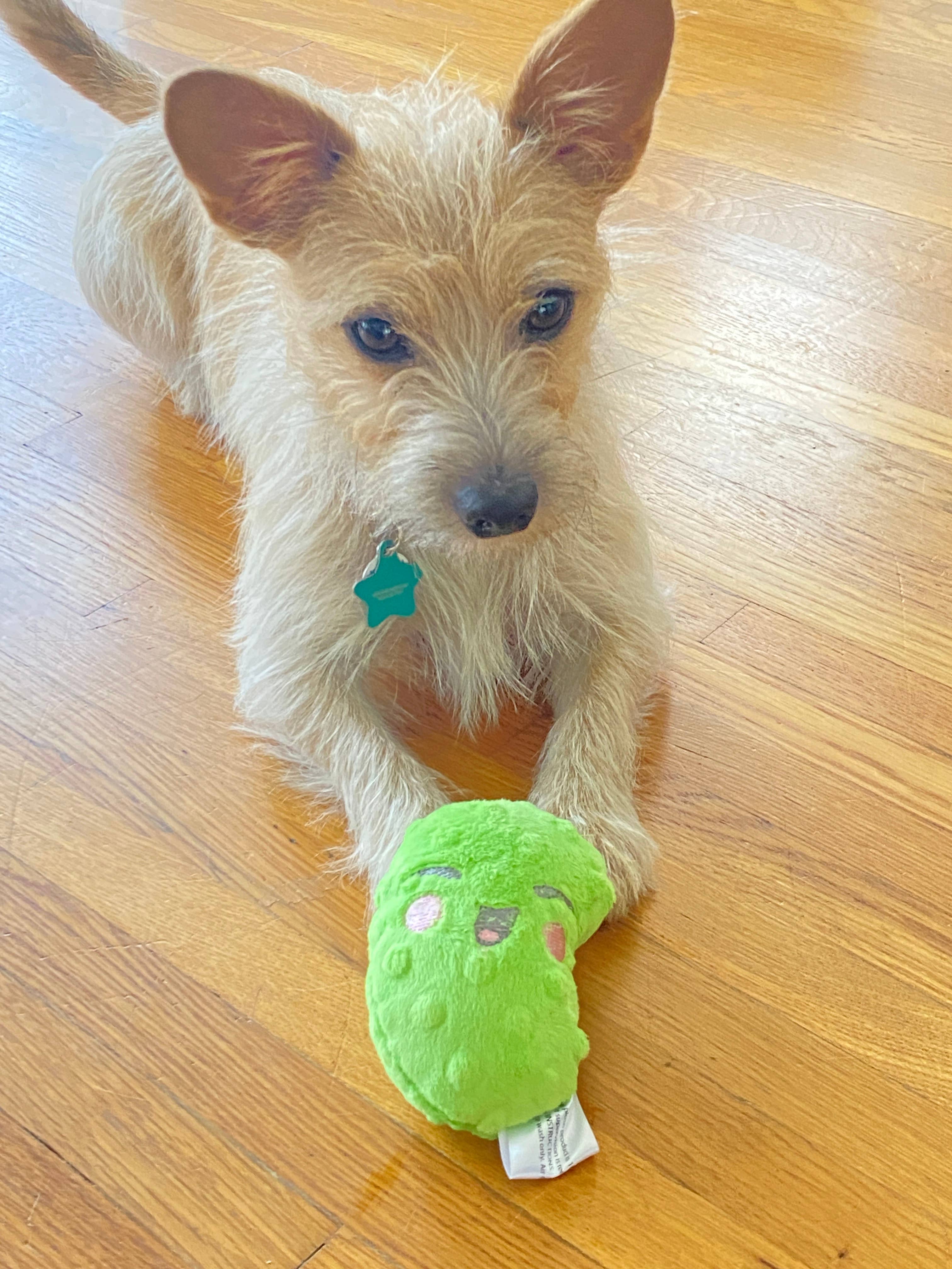 Screaming Pickles - Vente Jouet couineur – chien - Jouets pour animaux de compagnie faits à la main - Catnip/Dog Squeaker Mini Pickle0