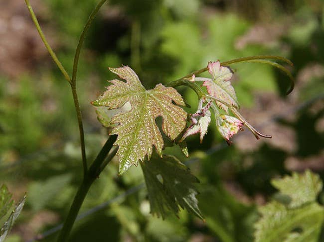 Les Compagnons du Canon - Wholesale White Wine - White wine - Château Baret - Pessac Léognan - 20216