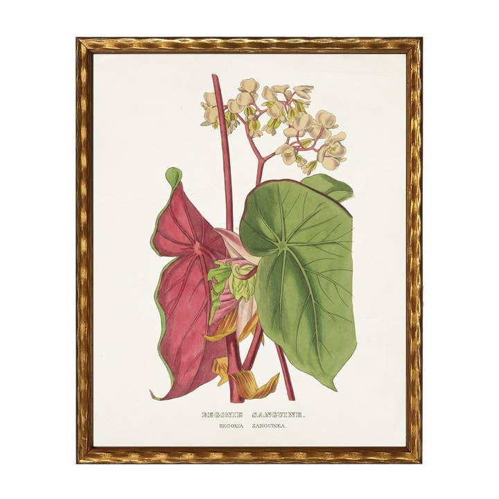 Vintage begonia bookplate on a distressed white background for wholesale by Antique Curiosities Inc