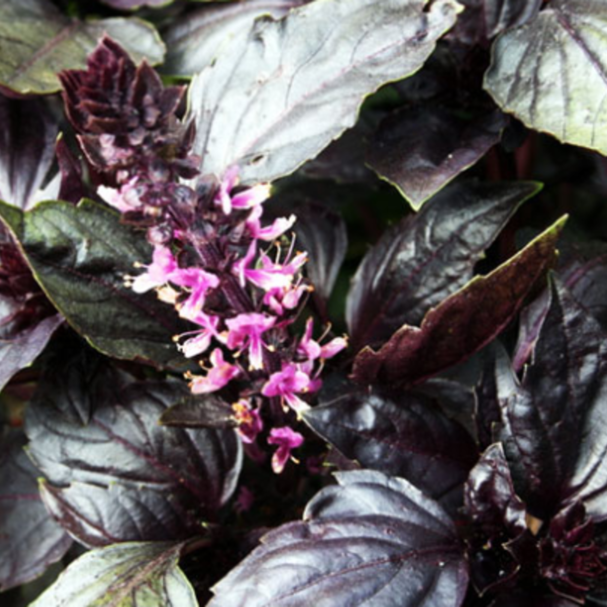 Sow the Magic - Vendita all'ingrosso Semi di piante - Pacchetto di Semi di Basilico Opale Scuro Viola Tarot2