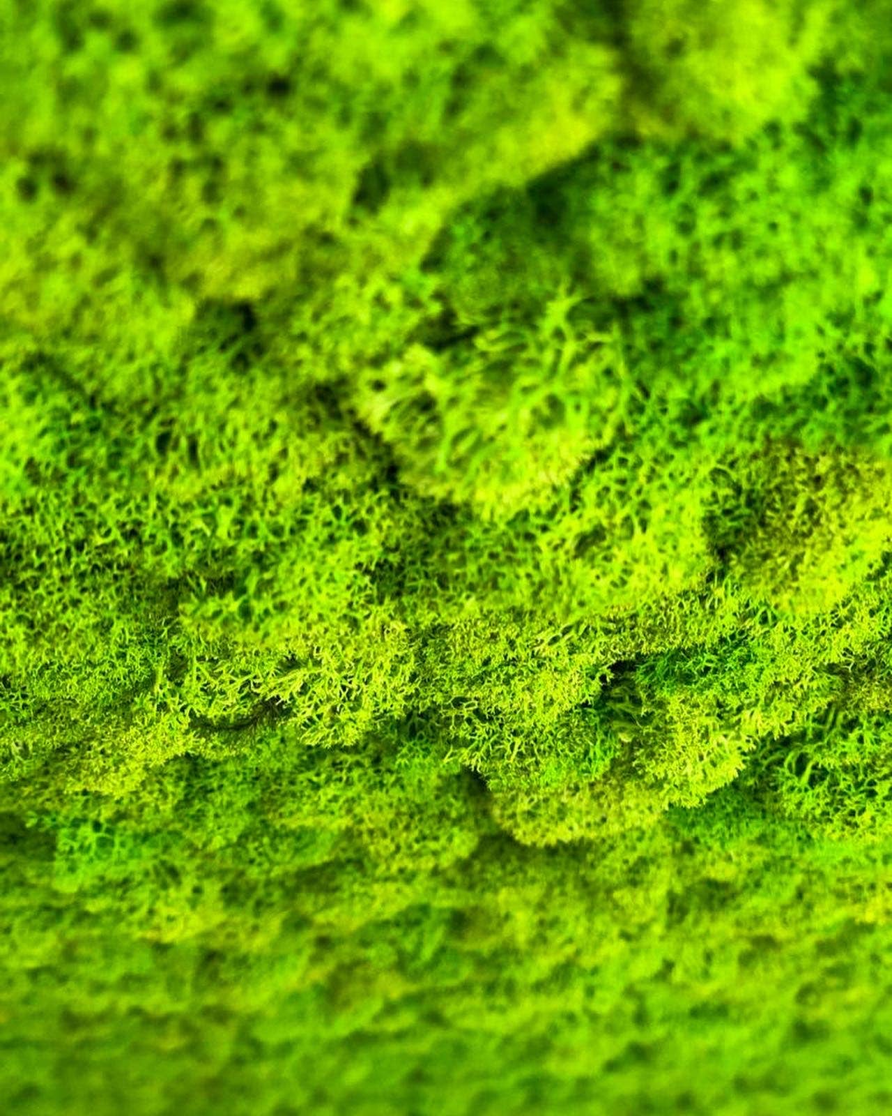 Mossroma - Wholesale Wall Accent - Flexy Moss3