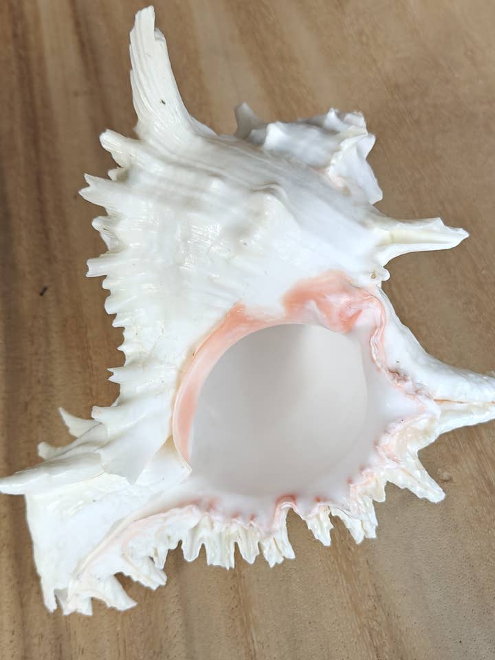 Rogik Large - Shells - beach - decoration - coast for wholesale by Product Import Holland