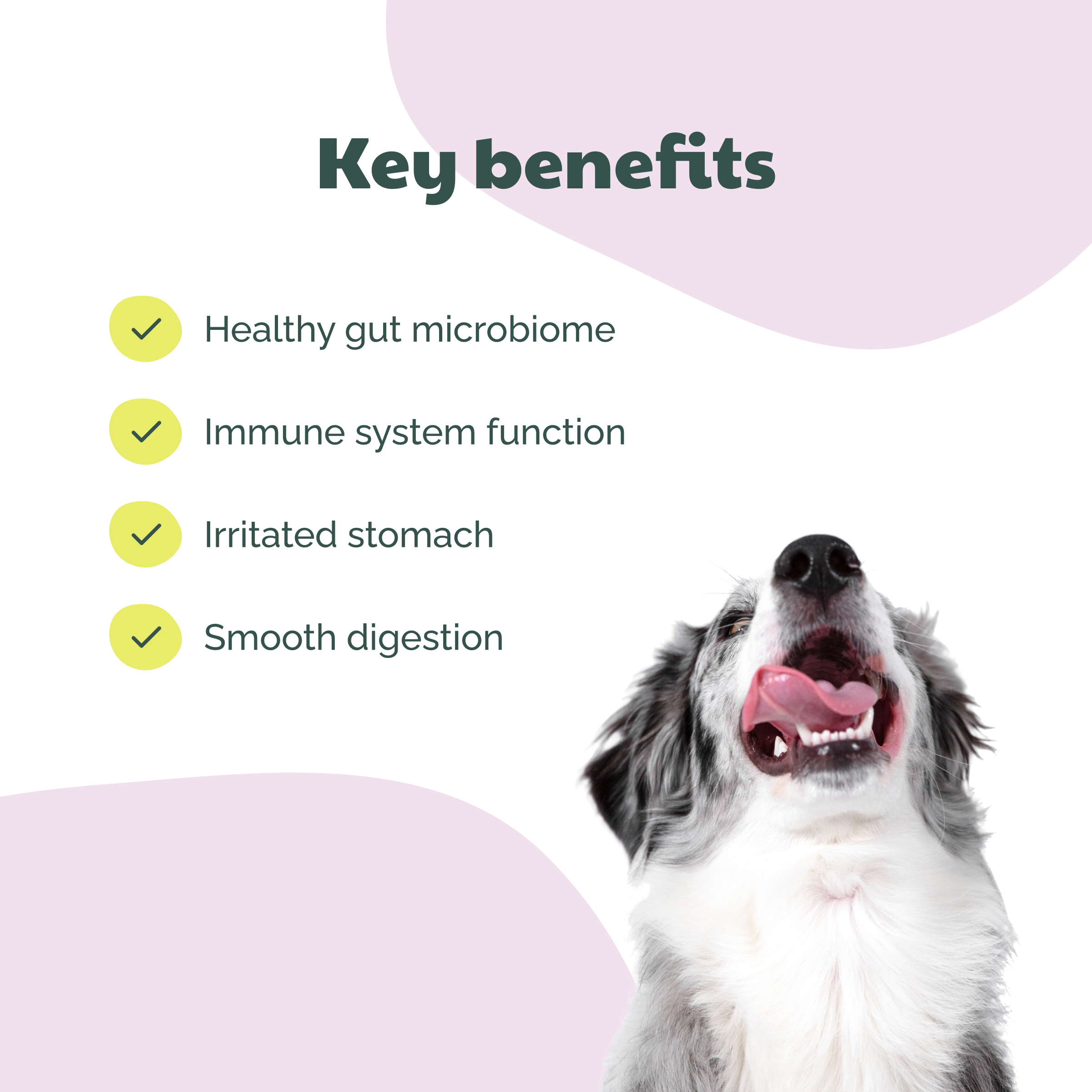 Buddy Pet Foods - Wholesale Pet Supplement - Dog - BuddyCare - Probiotic2