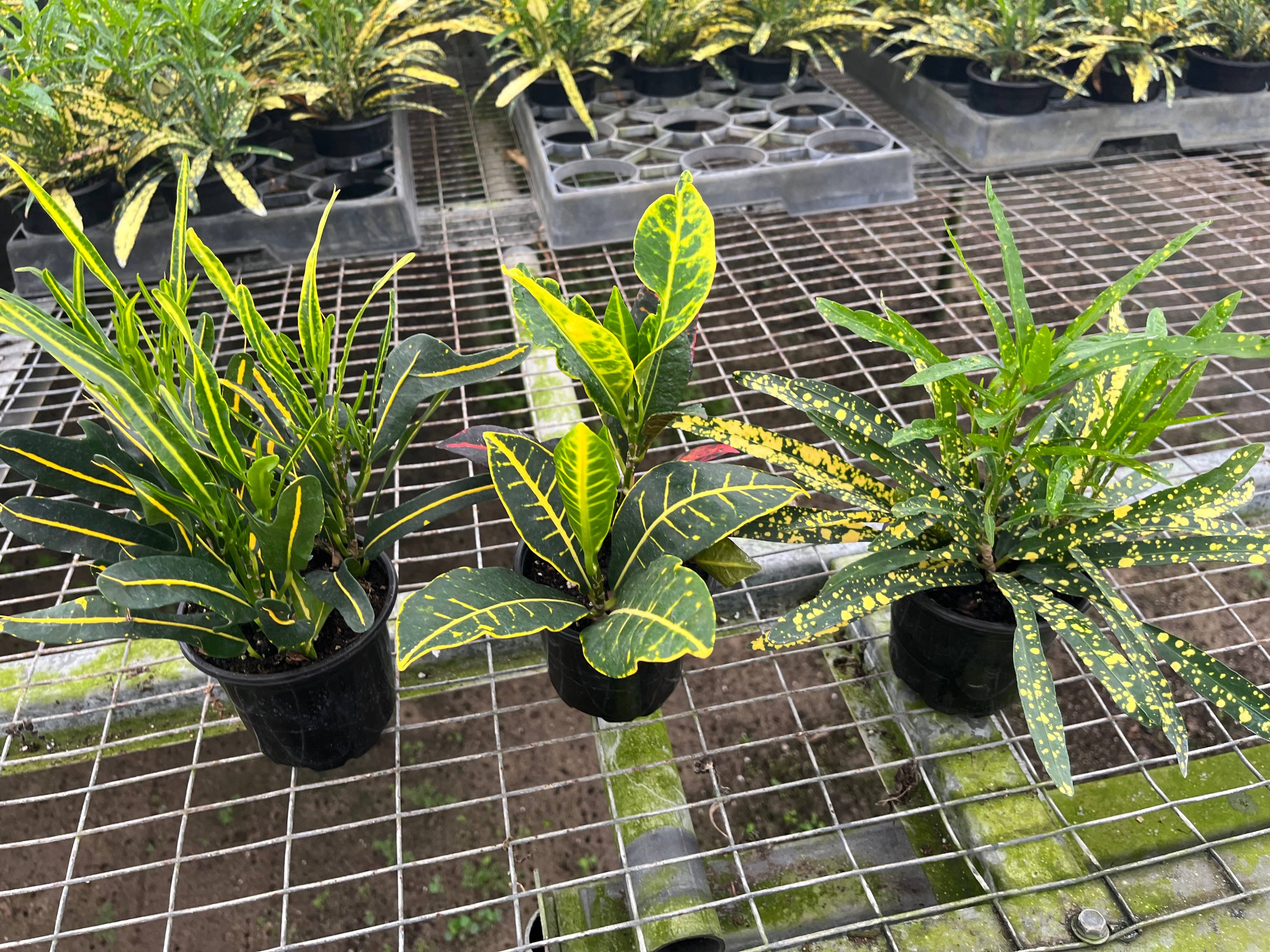 Succulents & Such, Inc. - Wholesale Live Plant -  4" Croton Collection (3 Varieties)0